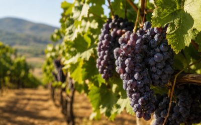 Quel engrais pour la vigne sans favoriser trop de feuilles ?