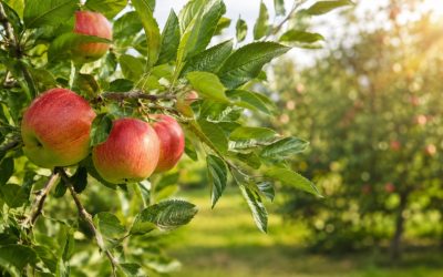 Quel engrais pour un pommier et de belles pommes ?
