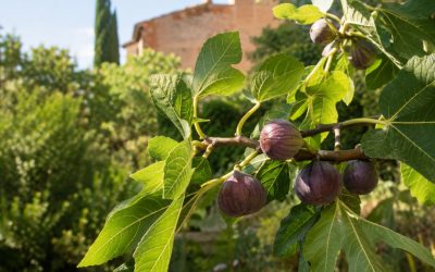 Quel engrais pour un figuier ? Feuilles ou figues, il faut choisir l’équilibre