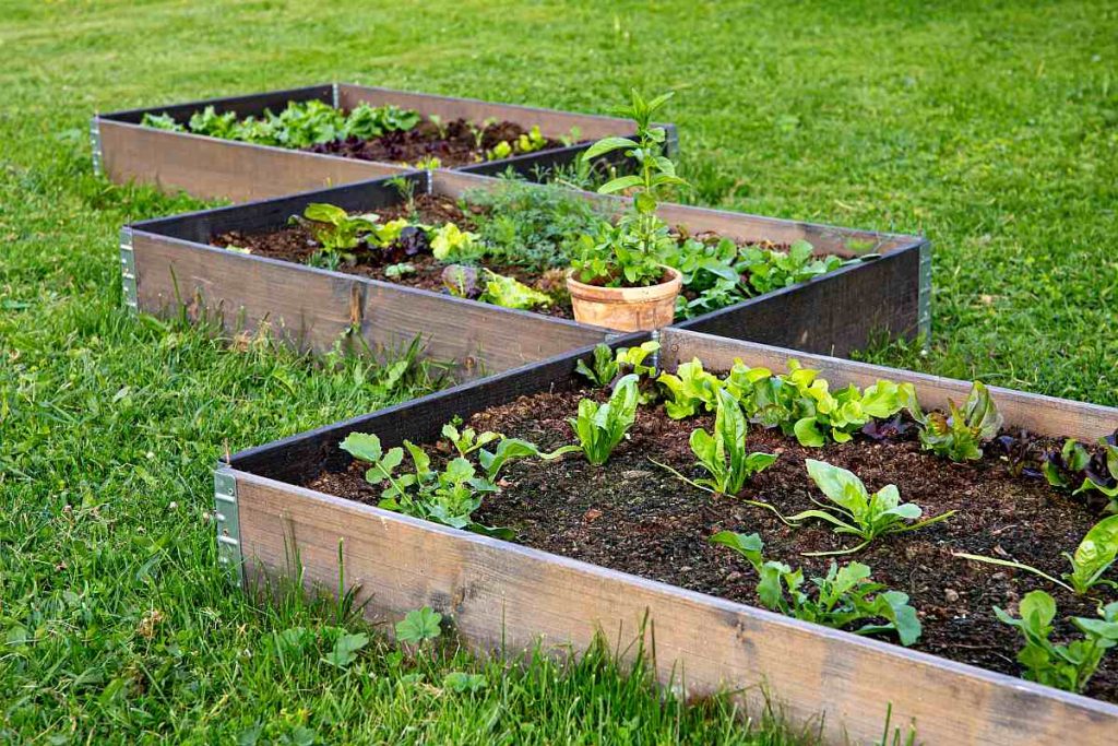 carrés potagers