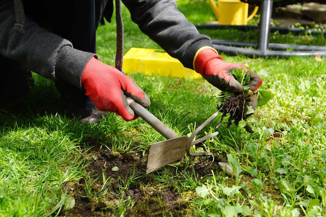 Guide complet pour le contrôle des mauvaises herbes au printemps