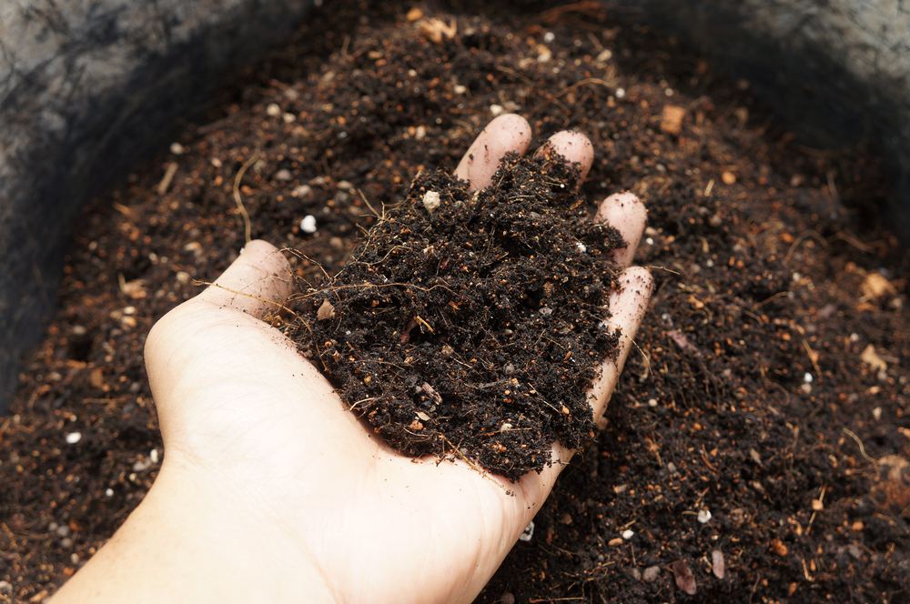 Pourquoi et comment amender la terre au jardin ?